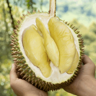 Indigo D24 Durian