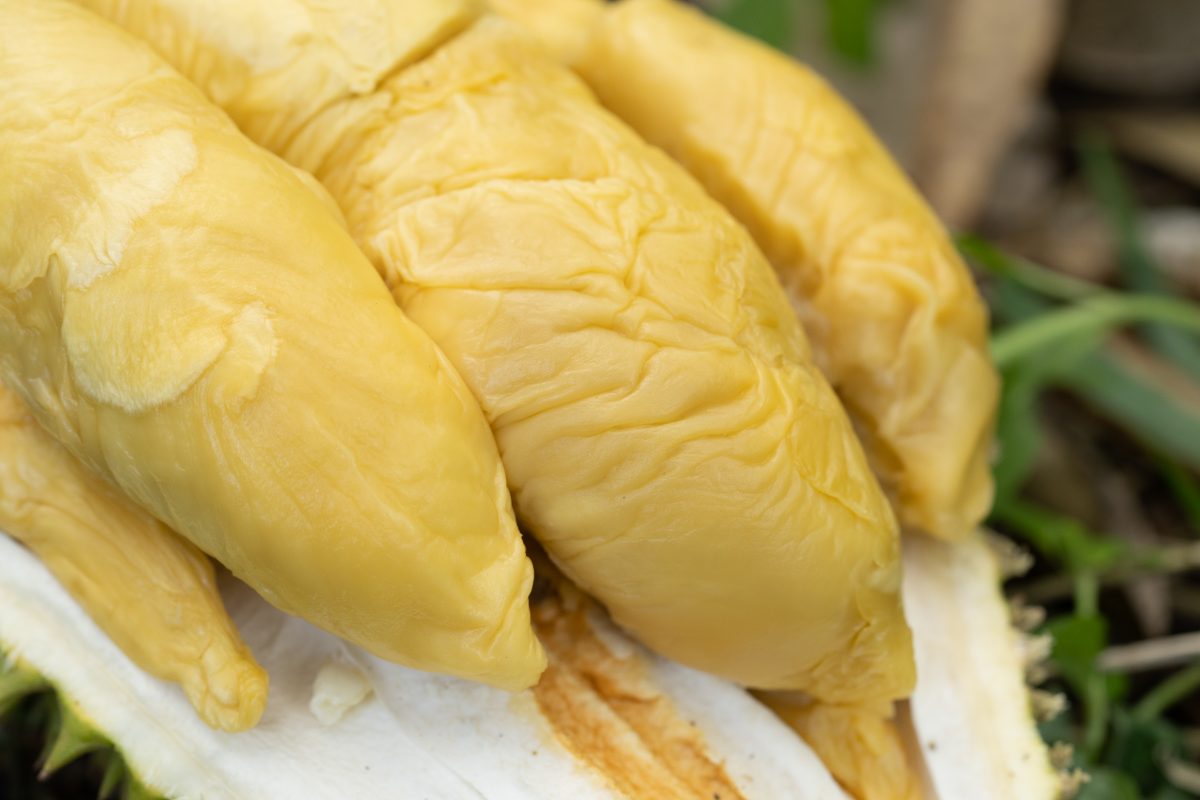 d11 durian sub img