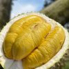 Tiger Old tree durian