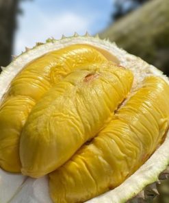 Tiger Old tree durian