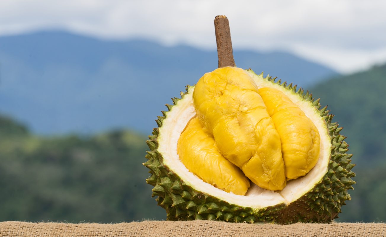 XO Durian Malaysia Durian Page