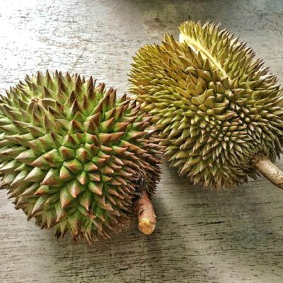 Leaf Kampung Durian