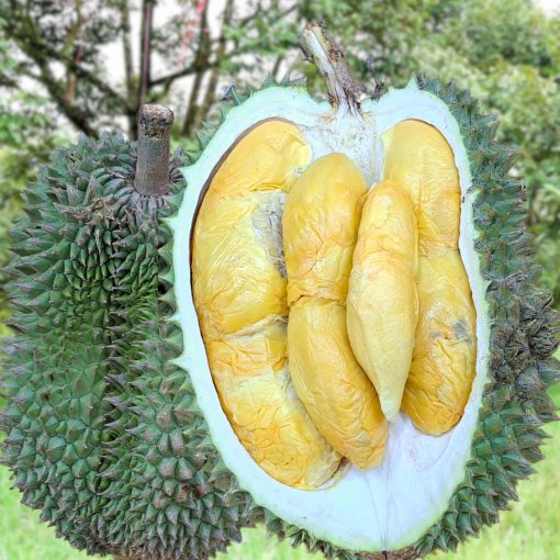 Bundle Yuan bao durian (1)