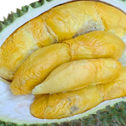 BUNDLE Yuan Bao (INGOT) Durian