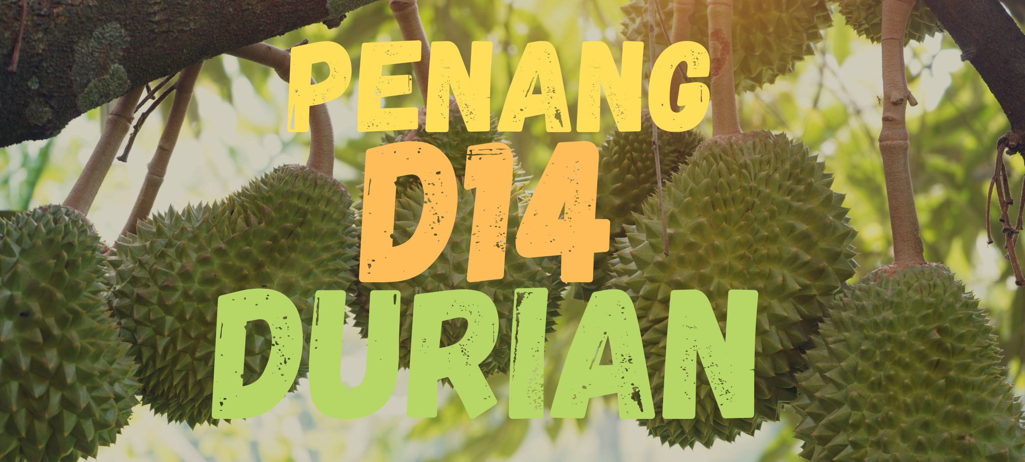 Penang D14 Durian 800g Box All Meat