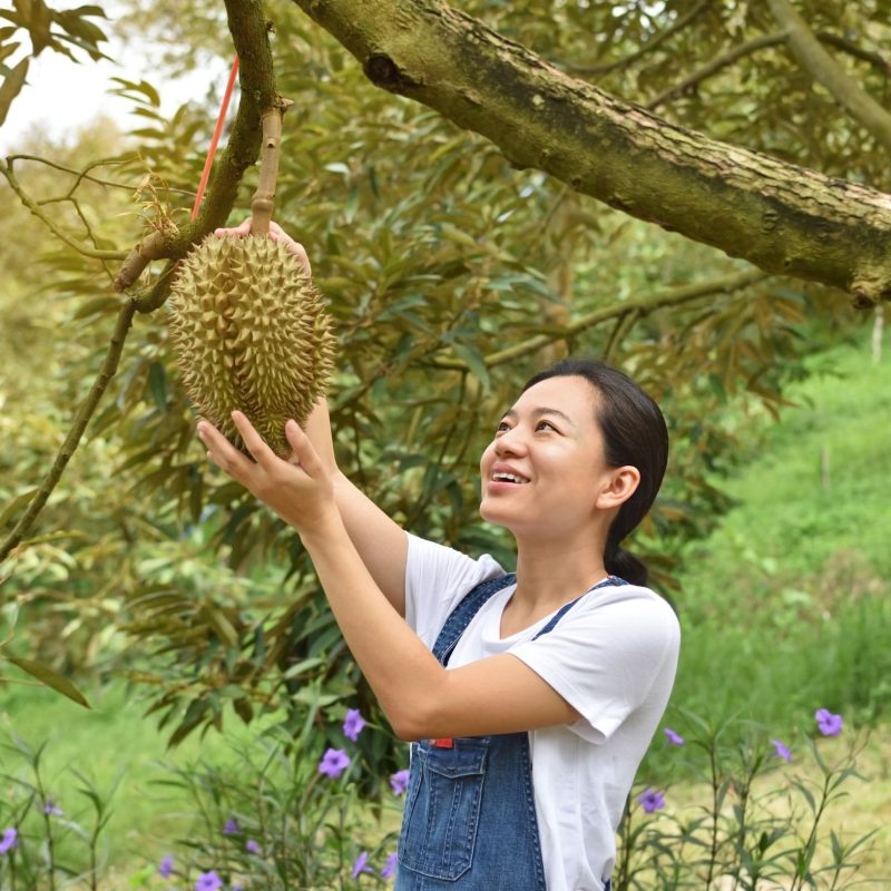Durian harvest