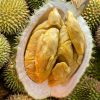 Ganghai durian 1805