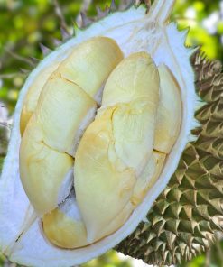 Penang D11 durian sg prime 1905