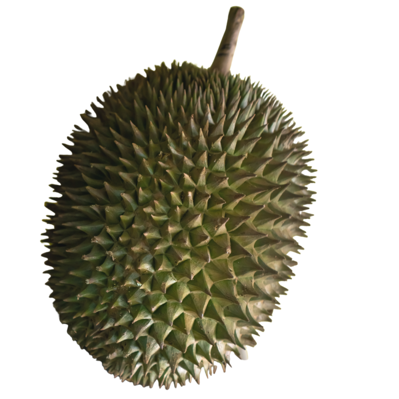 Yuan bao durian