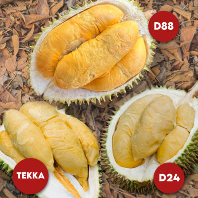 3 in1 (Rare) Bundle: 1x Tekka + 1x D88 + 1x D24